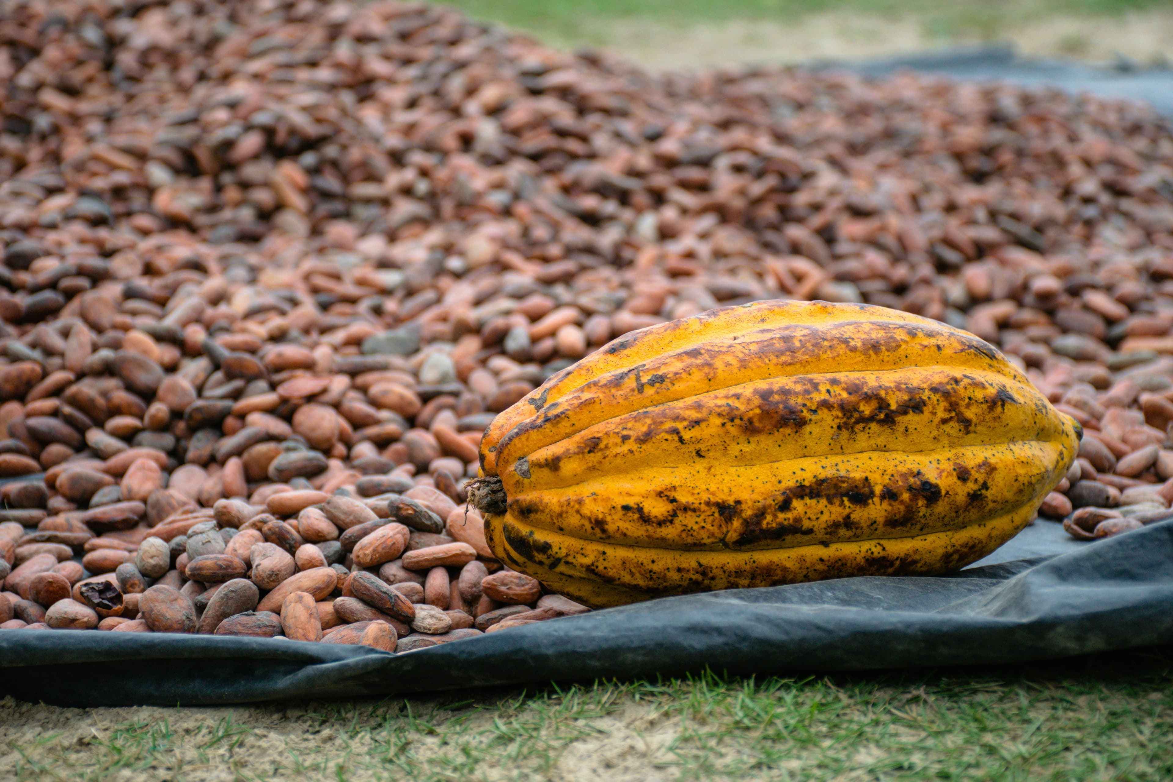Cacao 3