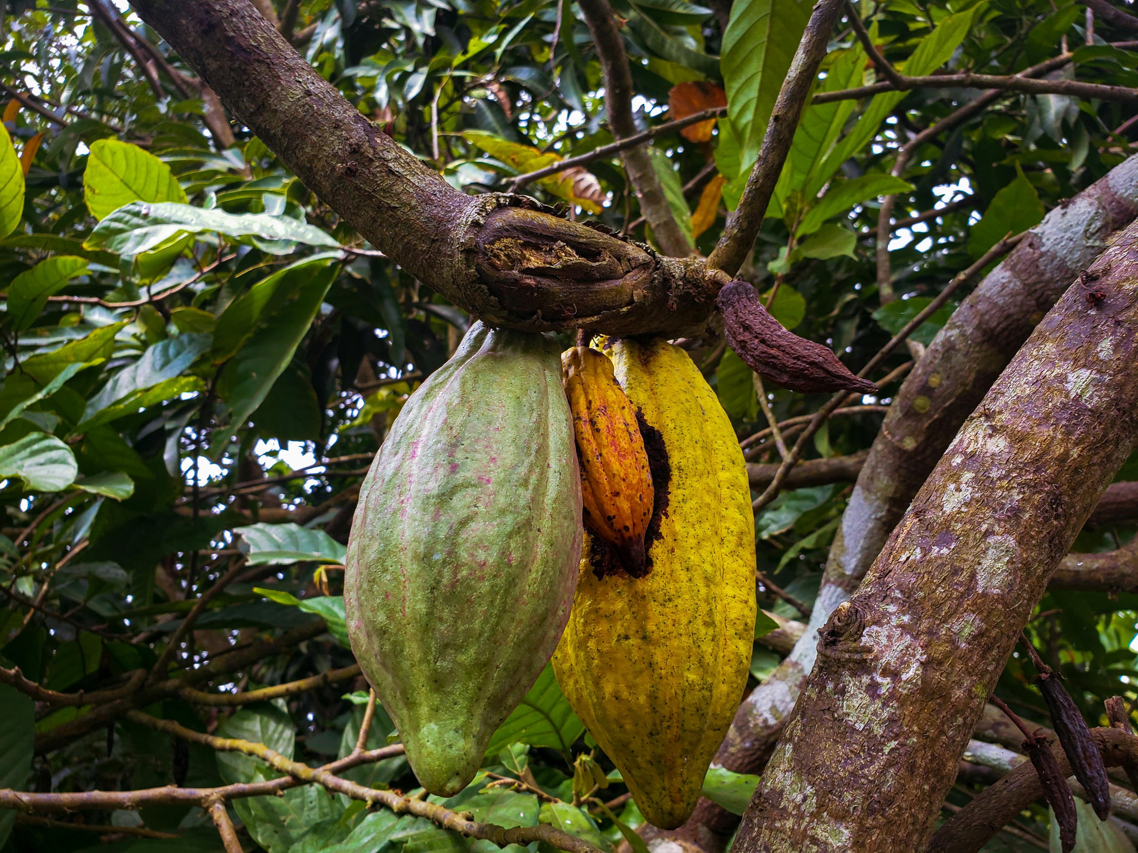 Le négoce structuré des matières premières agricoles depuis la Côte d'Ivoire.